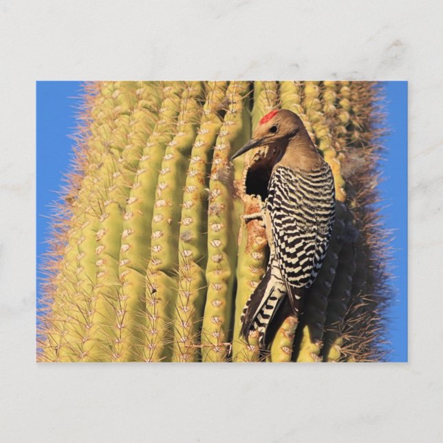 Postal Gila Woodpecker on Saguaro Cactus in Arizona (Anverso)