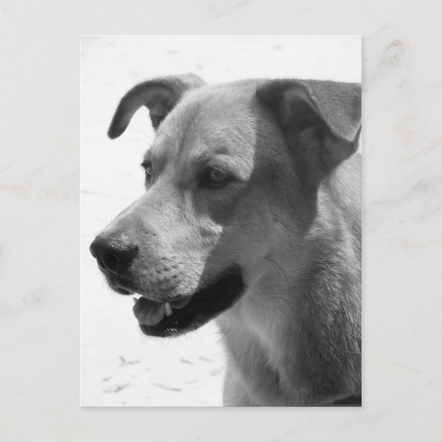 Postal Gilbert (Anverso)