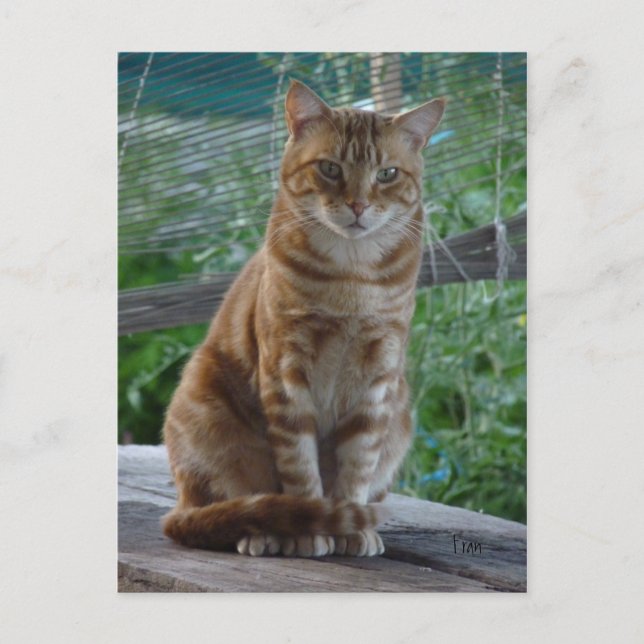 Postal ginger cat (Anverso)