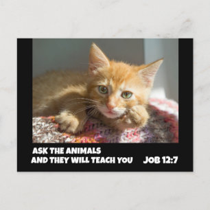 POSTAL GINGER CAT PIDE A LOS ANIMALES TRABAJO 12:7 BIBLIA