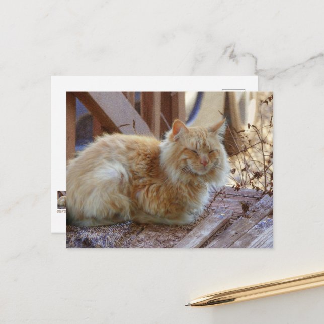 Postal Ginger George (Anverso/Reverso In Situ)