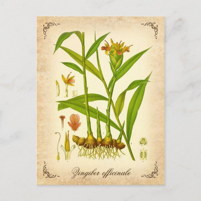 Postal Ginger - ilustracion vintage (Anverso)