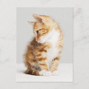 Postal Ginger Kitten