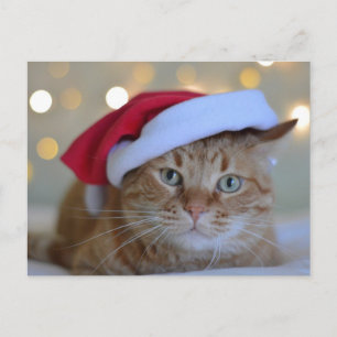 POSTAL GINGER RED CAT CON SANTA HAT POSTCARD