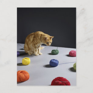 Postal Ginger tabby cat sentado en la mesa