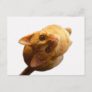 Postal Ginger Tabby Kitten
