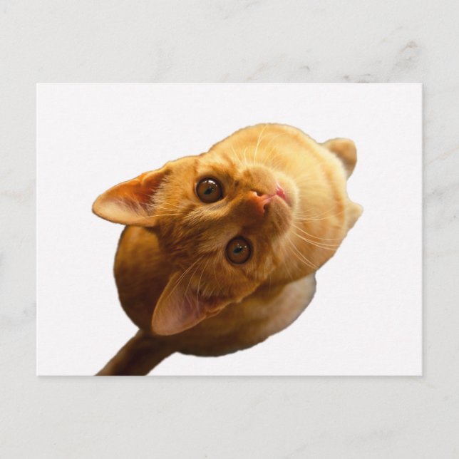 Postal Ginger Tabby Kitten (Anverso)