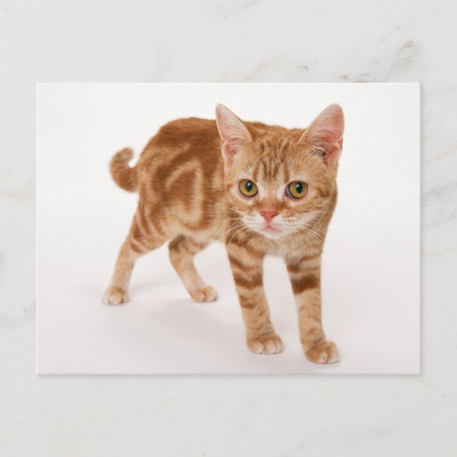 Postal Ginger Tabby Shorthair Cat naranja (Anverso)
