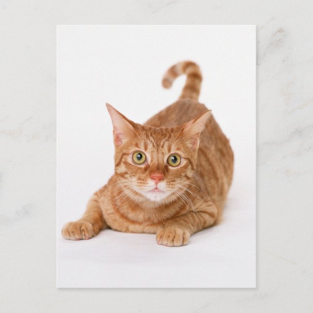 Postal Ginger Tabby Shorthair Cat naranja (Anverso)