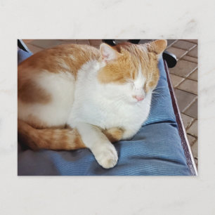 Postal Ginger y gato blanco