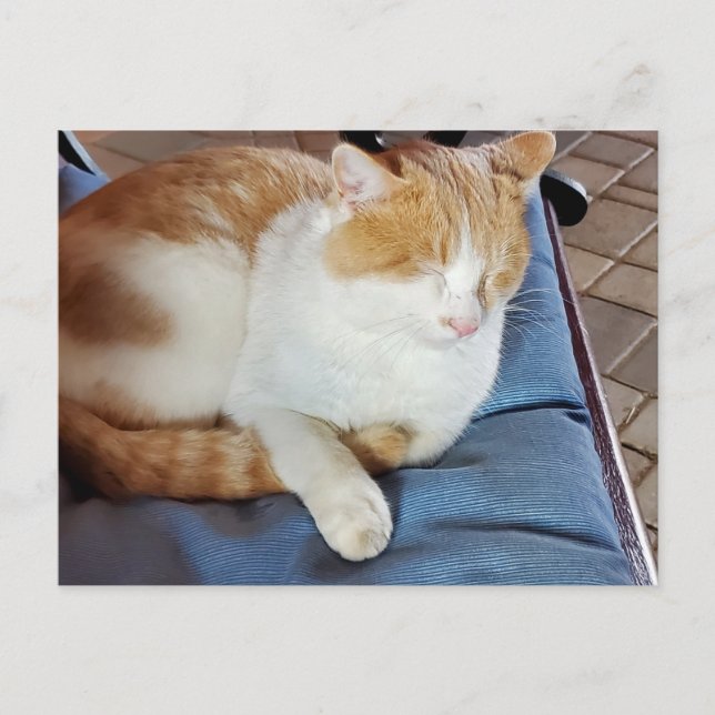 Postal Ginger y gato blanco (Anverso)