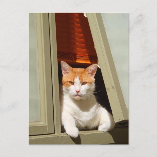Postal Ginger y gato blanco sentados en la ventana (Anverso)