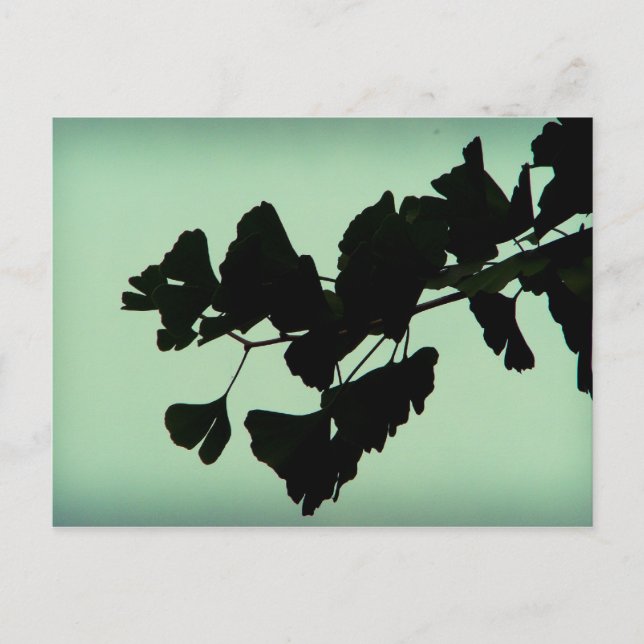 Postal Gingko (Anverso)