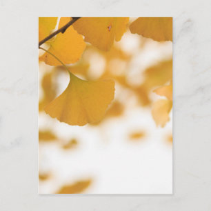 Postal Ginkgo