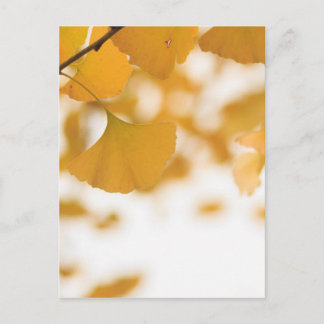 Postal Ginkgo