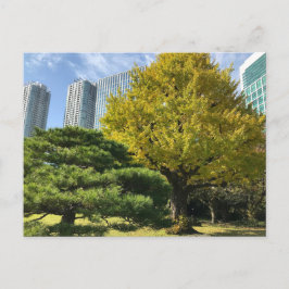 Postal Ginkgo amarillo dorado y árbol de pino