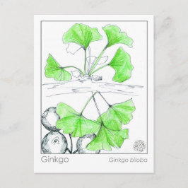 Postal Ginkgo Biloba Medicinal Herb Study