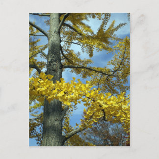 Postal Ginkgo en otoño