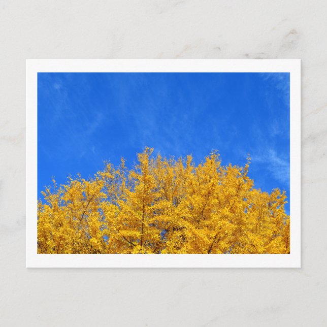 Postal Ginkgo: hojas amarillas, cielo azul (Anverso)
