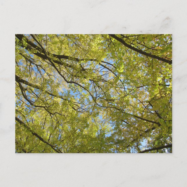 Postal Ginkgo Leaf Canopy (Anverso)