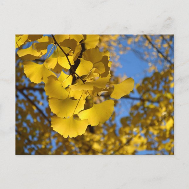 Postal Ginkgo Leaves (Anverso)