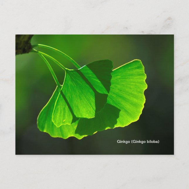 Postal Ginkgobaum (Ginkgo biloba) (Anverso)