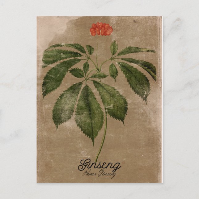 Postal Ginseng con estilo vintage (Anverso)