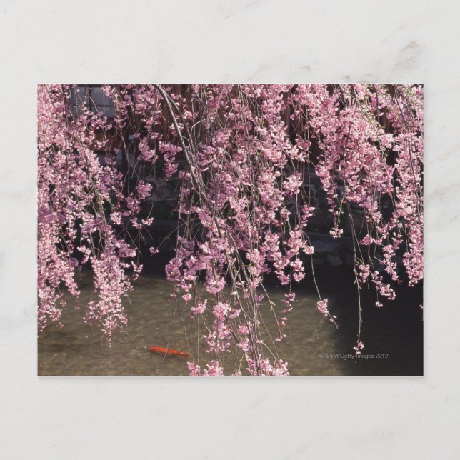 Postal Gion, Prefectura de Kyoto, Japón (Anverso)