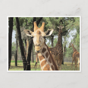 Postal girafa