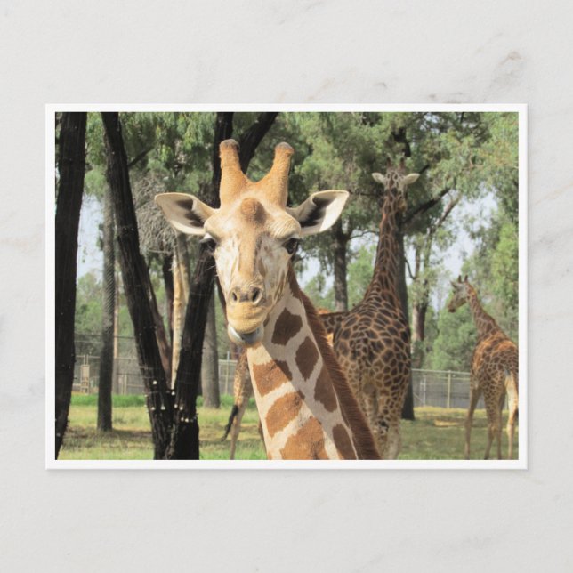 Postal girafa (Anverso)