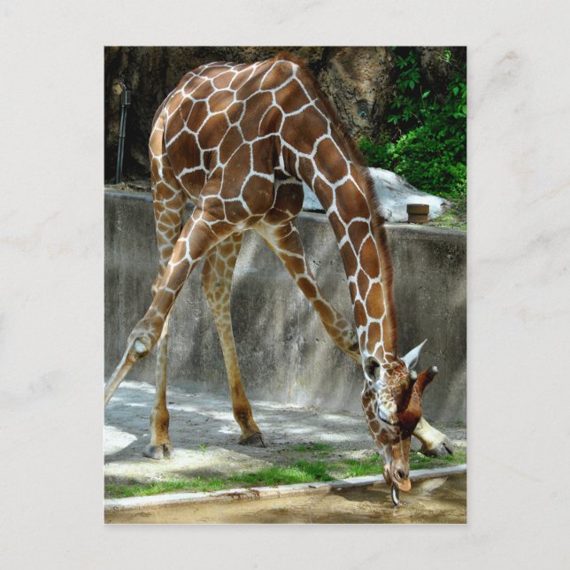 Postal Girafa (Anverso)