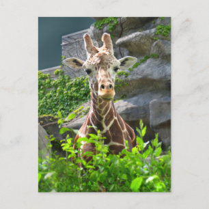 Postal Girafa