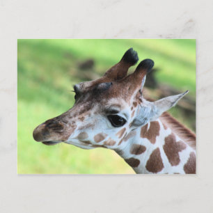 Postal Girafa del bebé