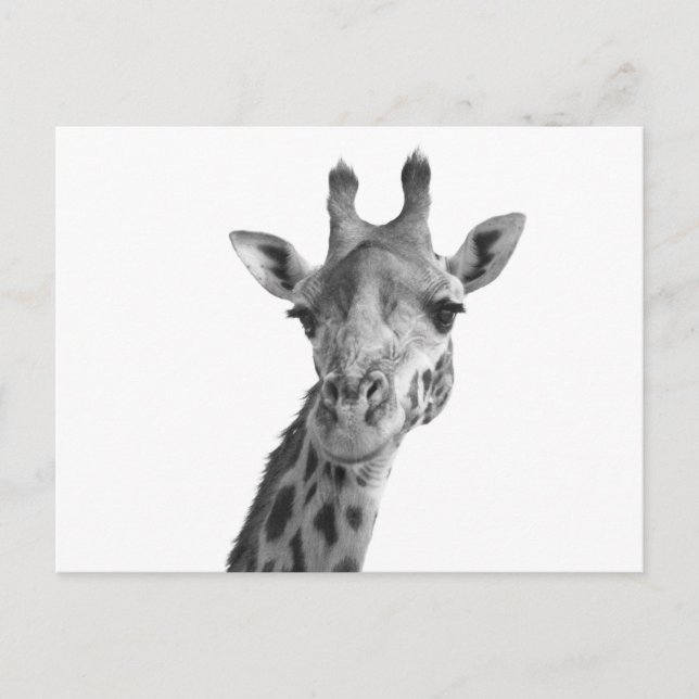 Postal Girafa en blanco y negro (Anverso)