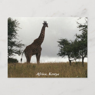 Postal Girafa keniana en estado salvaje