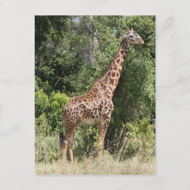 Postal girafa pose (Anverso)