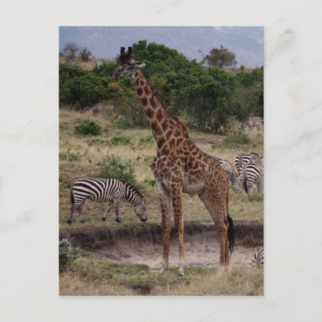 Postal girafa zebra (Anverso)