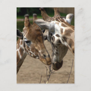 Postal Girafas