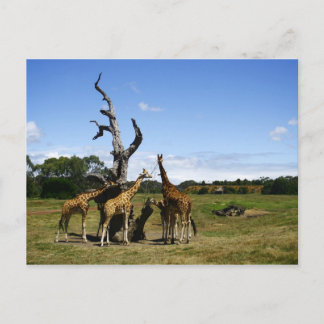 Postal Girafas