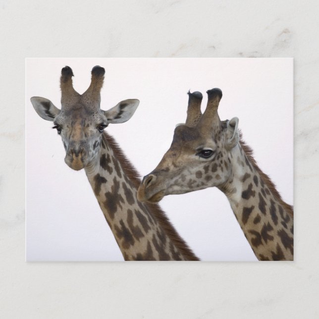 Postal Girafas (Anverso)