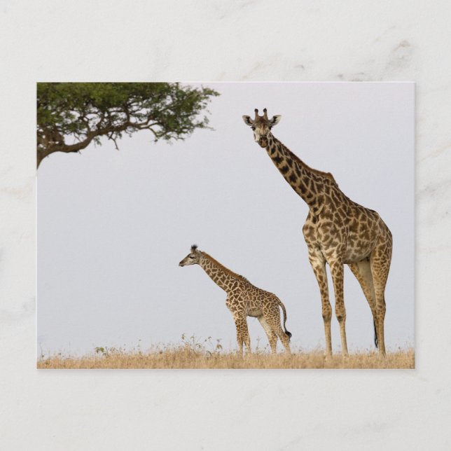 Postal Girafas (Anverso)