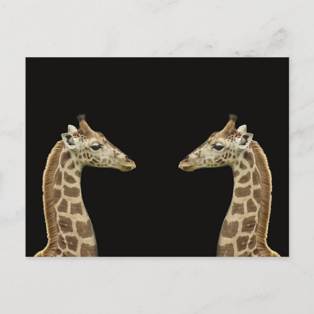 Postal Girafas (Anverso)