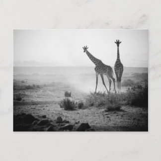 Postal Girafas