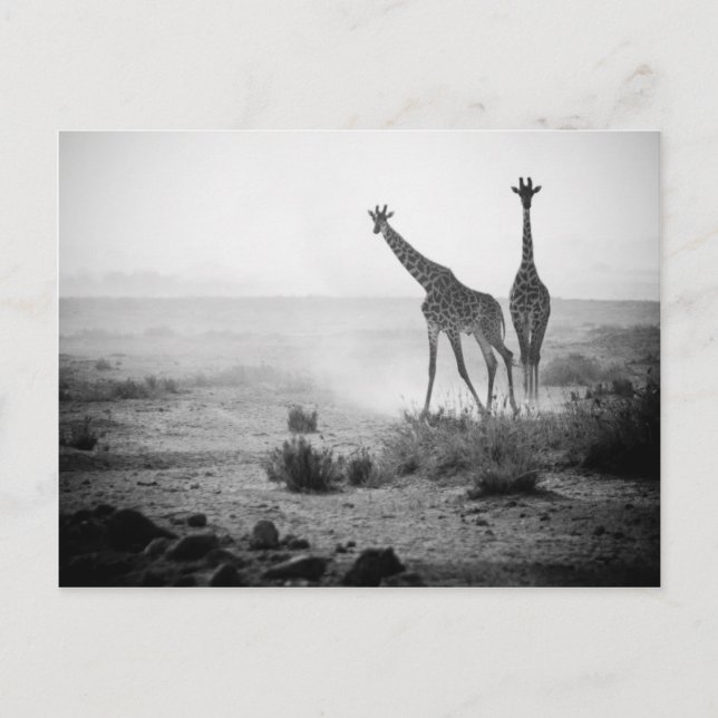 Postal Girafas (Anverso)