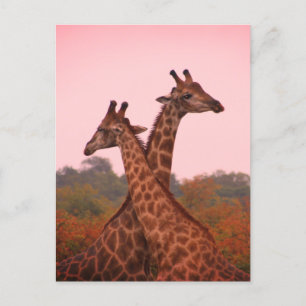 Postal Girafas