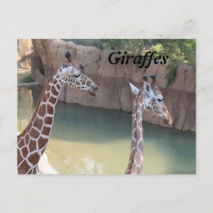 Postal Girafas # 2