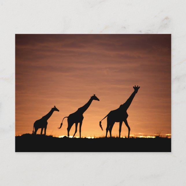Postal Girafas al atardecer (Anverso)