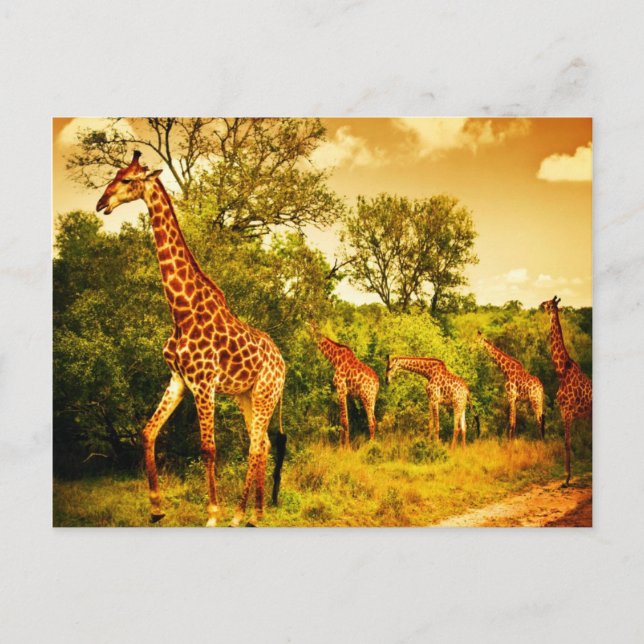 Postal Girafas de Sudáfrica (Anverso)