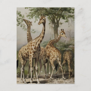 Postal Girafas de Sudáfrica antiguas