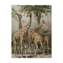 Girafas de Sudáfrica antiguas